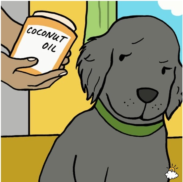 DOG Coconut Oil For Dogs: 9 Amazing Health Benefits